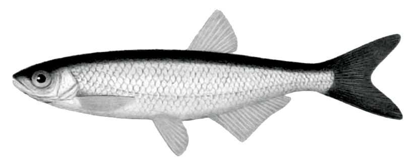 Alburnus alburnus_001.jpg